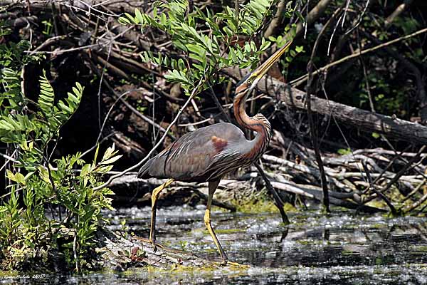 Renzo-Airone rosso Ardea purpurea